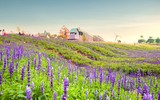 Cánh đồng hoa ngoại tím biếc giữa lòng Hà Nội
